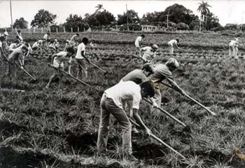 Escuelas al Campo en Cuba